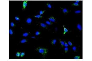 IF analysis of PDE6 beta/PDE6B using anti-PDE6 beta/PDE6B antibody (ABIN7600894).