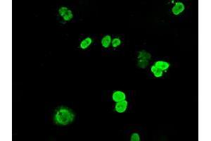 Anti-DNTTIP1 mouse monoclonal antibody (ABIN2452957) immunofluorescent staining of COS7 cells transiently transfected by pCMV6-ENTRY DNTTIP1 (RC206867). (DNTTIP1 抗体)