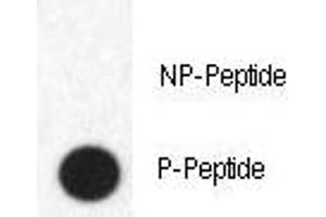 Dot blot analysis of phospho-FABP4 antibody.