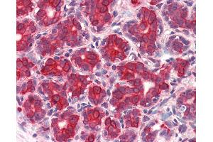 Anti-GM2A antibody IHC of human breast. (GM2A 抗体  (Internal Region))