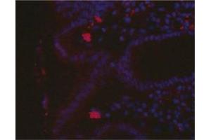 Immunofluorescence imageof H. (Helicobacter Pylori 抗体)