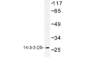 Image no. 1 for anti-14-3-3 zeta (YWHAZ) antibody (ABIN272122) (14-3-3 zeta 抗体)