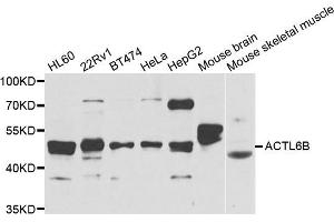 Western blot analysis of extracts of various cell lines, using ACTL6B antibody. (Actin-Like 6B 抗体)