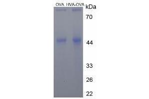 Image no. 2 for Homovanillic Acid (HVA) protein (Ovalbumin) (ABIN1880257) (Homovanillic Acid Protein (HVA) (Ovalbumin))
