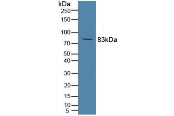 Complement C2 antibody  (AA 473-723)