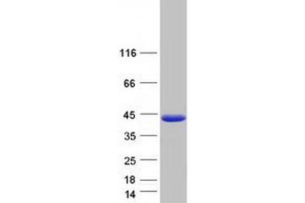 FAM45A Protein (Myc-DYKDDDDK Tag)