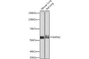 Western blot analysis of extracts of various cell lines, using G Rabbit mAb (ABIN7267356) at 1:1000 dilution. (GATA2 抗体)