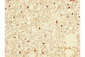 IHC image of ABIN7161390 diluted at 1:300 and staining in paraffin-embedded human brain tissue performed on a Leica BondTM system. (NPAS4 抗体  (AA 445-585))