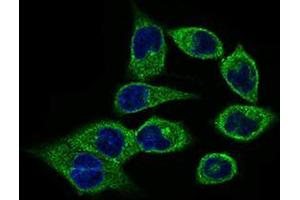 Immunofluorescence analysis of HepG2 cells using CLGN mouse mAb (green). (Calmegin 抗体  (AA 249-405))
