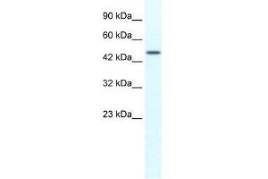Human HepG2; WB Suggested Anti-TRIM39 Antibody Titration: 1. (TRIM39 抗体)