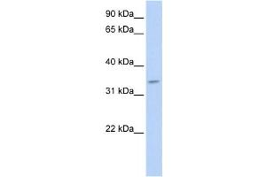 Western Blotting (WB) image for anti-Tenomodulin (TNMD) antibody (ABIN2459322)