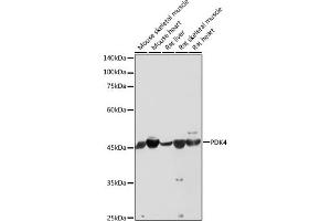 Western blot analysis of extracts of various cell lines, using PDK4 antibody (ABIN6132477, ABIN6145396, ABIN6145397 and ABIN6217290) at 1:1000 dilution. (PDK4 抗体  (AA 102-411))