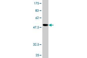 Western Blotting (WB) image for anti-Proteasome (Prosome, Macropain) Subunit, beta Type, 6 (PSMB6) (AA 1-239) antibody (ABIN562480)
