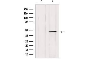 Western blot analysis of extracts from mouse brain, using DOM3Z antibody. (DOM3Z 抗体  (Internal Region))