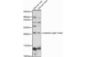 Western blot analysis of extracts of various cell lines, using Ferritin Light Chain antibody (ABIN6133515, ABIN6140791, ABIN6140792 and ABIN6218871) at 1:1000 dilution. (FTL 抗体  (AA 1-175))