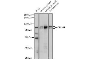 Western blot analysis of extracts of various cell lines, using OLFM4 antibody (ABIN7269084) at 1:1000 dilution. (Olfactomedin 4 抗体  (AA 211-510))