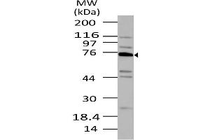 Image no. 1 for anti-Tumor Necrosis Factor, alpha-Induced Protein 2 (TNFAIP2) (AA 300-520) antibody (ABIN5027580) (TNFAIP2 抗体  (AA 300-520))