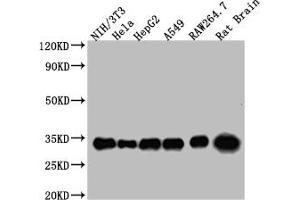 Western Blot Positive WB detected in: NIH/3T3 whole cell lysate, Hela whole cell lysate, HepG2 whole cell lysate, A549 whole cell lysate, RAW264. (14-3-3 zeta 抗体  (AA 133-212))