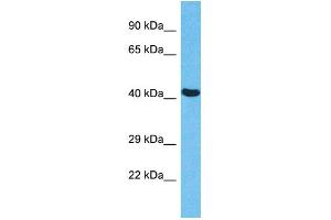 Host:  Rabbit  Target Name:  EED  Sample Type:  HepG2 Whole Cell lysates  Antibody Dilution:  1. (EED 抗体  (N-Term))