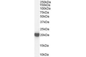 Western Blotting (WB) image for anti-Desert Hedgehog (DHH) (N-Term) antibody (ABIN2788797) (desert Hedgehog 抗体  (N-Term))