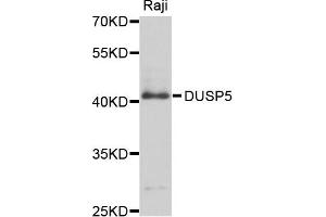 Western blot analysis of extract of Raji cells, using DUSP5 antibody. (DUSP5 抗体)
