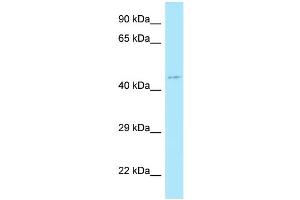 WB Suggested Anti-MLNR Antibody Titration: 1. (Motilin Receptor 抗体  (C-Term))