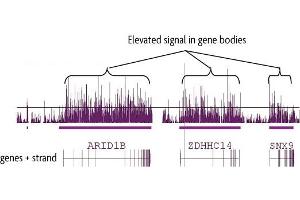 hMeDIP-chip performed on human brain DNA using 5-Hydroxymethylcytosine (5-hmC) antibody. (5-Hydroxymethylcytosine 抗体)