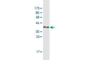 Western Blot detection against Immunogen (36. (NDST1 抗体  (AA 38-136))