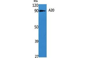 Western Blot (WB) analysis of specific cells using A20 Polyclonal Antibody. (IGKV1-27 抗体  (Internal Region))