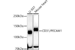 Western blot analysis of extracts of various cell lines, using CD31/PEC antibody (ABIN7269407) at 1:63400 dilution. (CD31 抗体)