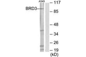 Western blot analysis of extracts from A549 cells, using BRD3 Antibody. (BRD3 抗体  (AA 611-660))
