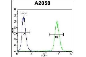 FGF11 Antibody (N-term) (ABIN657129 and ABIN2846273) flow cytometric analysis of  cells (right histogram) compared to a negative control cell (left histogram). (FGF11 抗体  (N-Term))