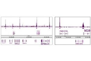 SAP30 antibody (pAb) tested by ChIP-Seq. (SAP30 抗体)