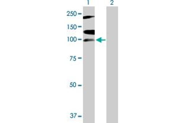 RNF111 anticorps  (AA 1-985)