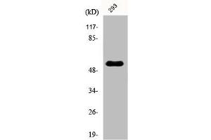 Western Blot analysis of 293 cells using POLL Polyclonal Antibody (POLL 抗体  (C-Term))