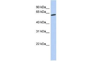 WB Suggested Anti-GPR75 Antibody Titration:  0. (GPR75 抗体  (Middle Region))