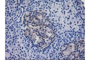 Immunohistochemical staining of paraffin-embedded Human pancreas tissue using anti-IFI35 mouse monoclonal antibody. (IFI35 抗体)