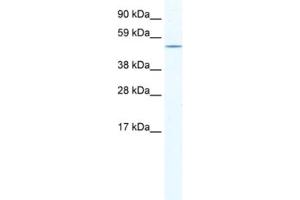 Western Blotting (WB) image for anti-Nuclear Receptor Subfamily 5, Group A, Member 1 (NR5A1) antibody (ABIN2461536) (NR5A1 抗体)