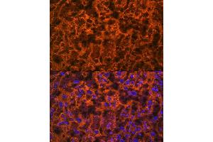 Immunofluorescence analysis of rat placenta using PLGF Rabbit mAb (ABIN7269384) at dilution of 1:100 (40x lens). (PLGF 抗体)