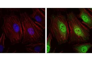Immunofluorescence (IF) image for anti-Neural Precursor Cell Expressed, Developmentally Down-Regulated 8 (NEDD8) antibody (ABIN969546)