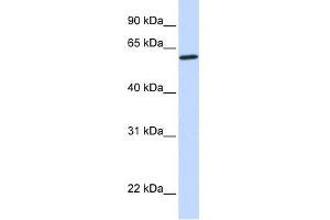 CYP27A1 antibody used at 1 ug/ml to detect target protein.