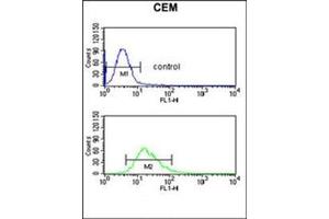 Flow cytometric analysis of CEM cells using DMC1 Antibody (N-term) (bottom histogram) compared to a negative control cell (top histogram). (DMC1 抗体  (N-Term))