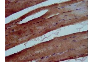 IHC image of ABIN7173357 diluted at 1:500 and staining in paraffin-embedded human skeletal muscle tissue performed on a Leica BondTM system. (TRIB1 抗体  (AA 3-91))