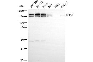 Western blotting analysis using CD45 antibody (ABIN7800045).