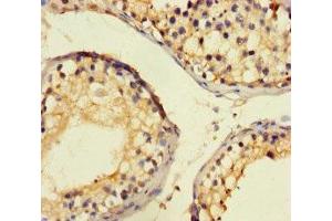 Immunohistochemistry of paraffin-embedded human testis tissue using ABIN7148710 at dilution of 1:100 (CTDNEP1A 抗体  (AA 3-244))