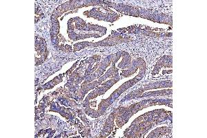 IHC analysis of STON1 using anti-STON1 antibody (ABIN7599896).