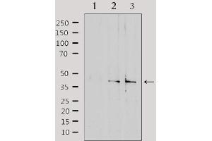 Western blot analysis of extracts from various samples, using SLC15A1 Antibody. (SLC15A1 抗体  (Internal Region))