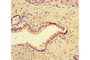 Immunohistochemistry of paraffin-embedded human pancreatic tissue using ABIN7148947 at dilution of 1:100 (Cyclin O 抗体  (AA 1-257))