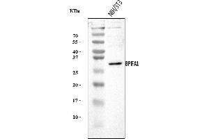 Western blot analysis of Plunc/BPIFA1 using anti-Plunc/BPIFA1 antibody (ABIN7602215).