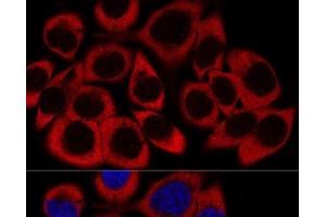 Confocal immunofluorescence analysis of HeLa cells using RPL27 Polyclonal Antibody at dilution of 1:200. (RPL27 抗体)